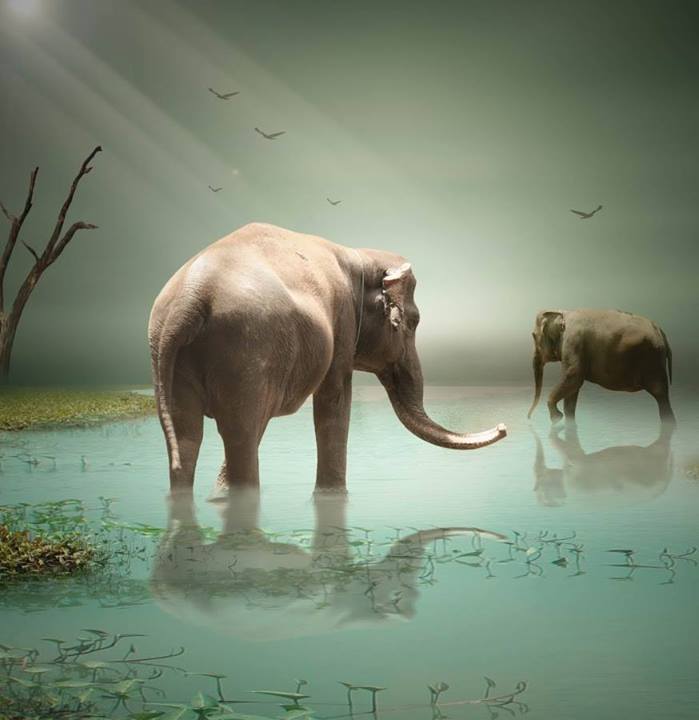 Là où va l’éléphant – 5