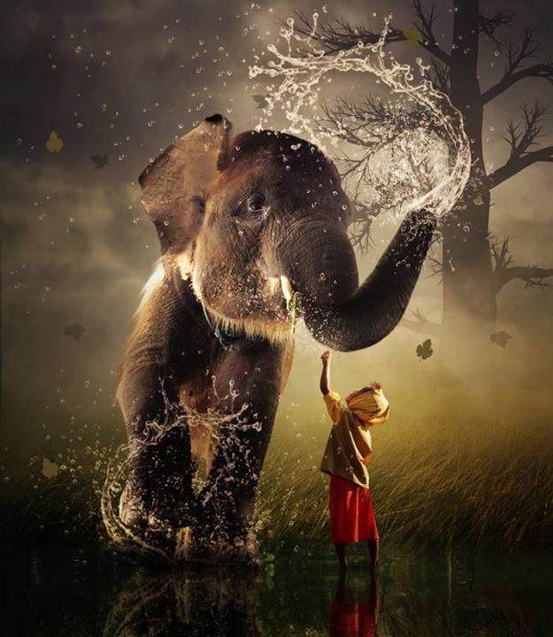 Là où va l’éléphant - 6