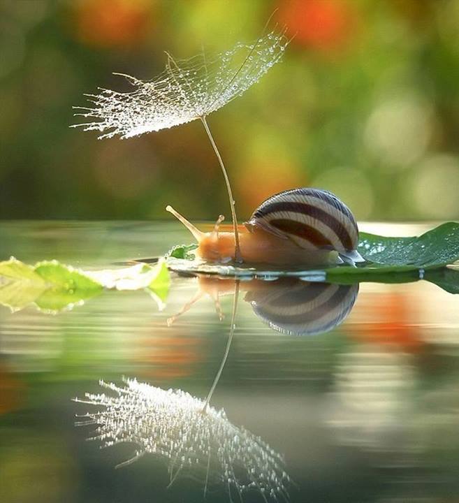 À la vitesse de l’escargot