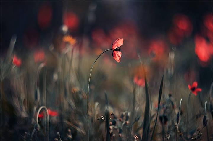 L’appel du coquelicot