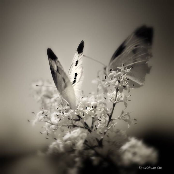 Papillon du jour