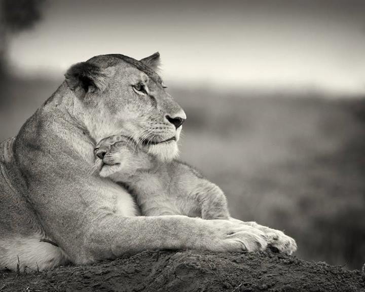 Prince Lion