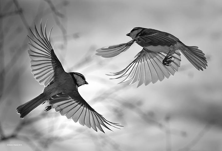Ballet aérien