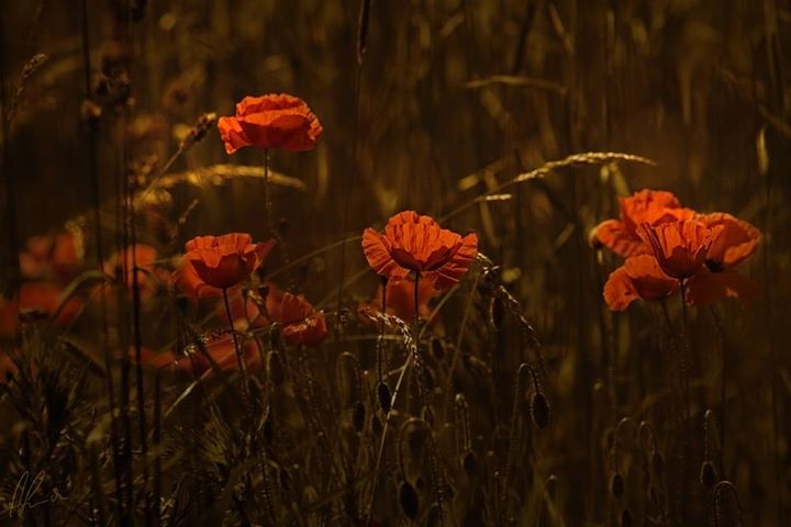 Queues de coquelicots