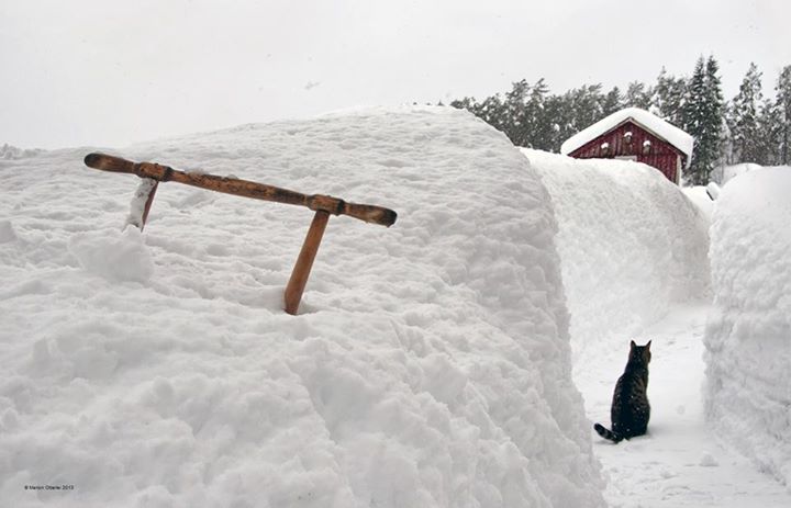 Que vois-je dans la neige ?