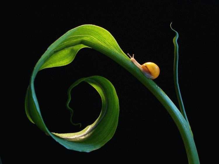 La courbure de l’escargot