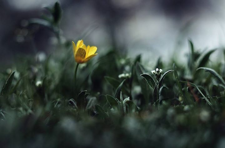 La première fleur du matin