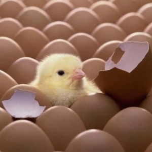 Naissance surprise