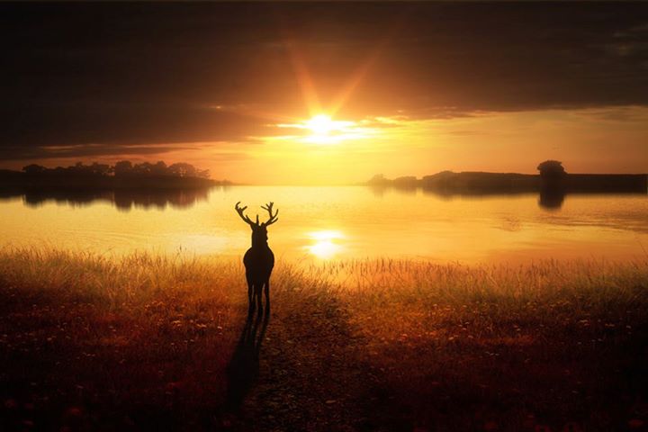 Monsieur le Cerf des Tournesols