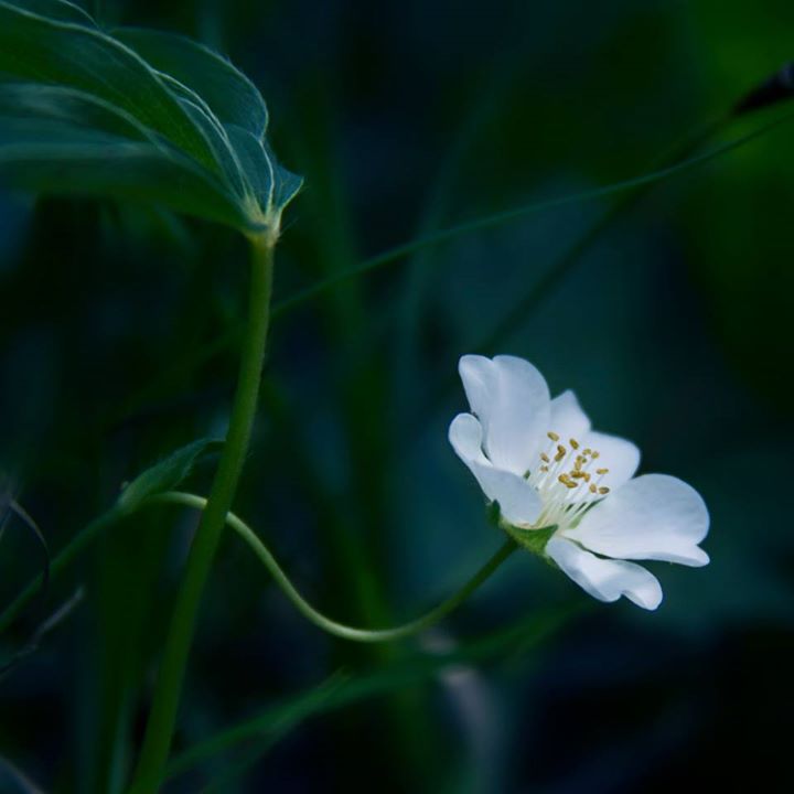 La fleur des secrets