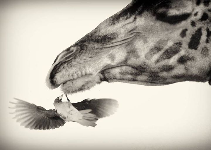 Fais pas peur à l’oiseau