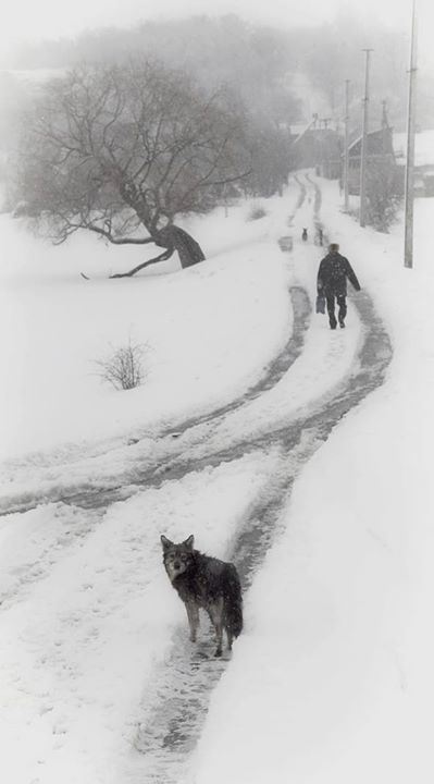 Mes pas dans la neige
