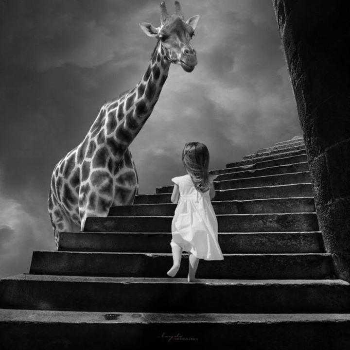 Pardon, vous n’avez pas vu ma girafe ?