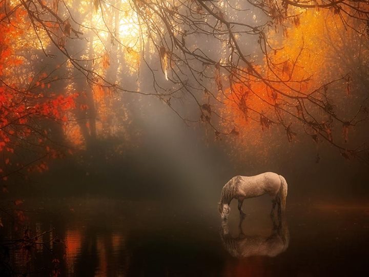 Les chevaux blancs de l’automne