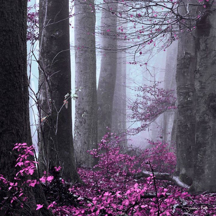 L’automne rose