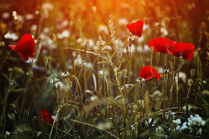 Les coquelicots de l’automne