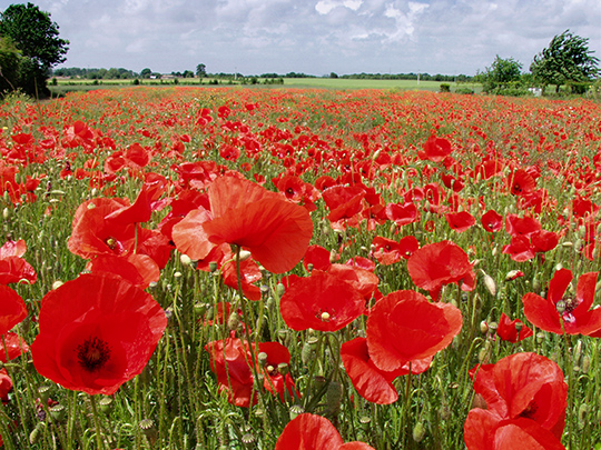 Coquelicot nouveau