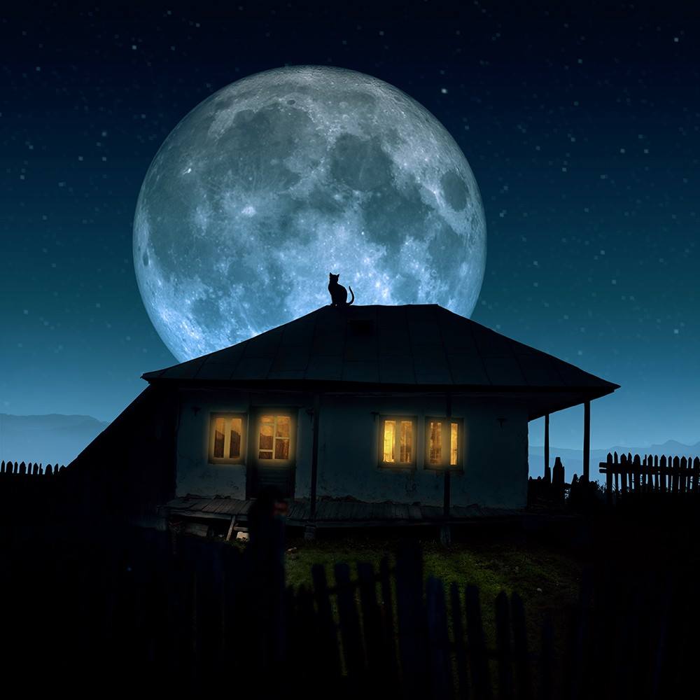 Le matou sous la lune