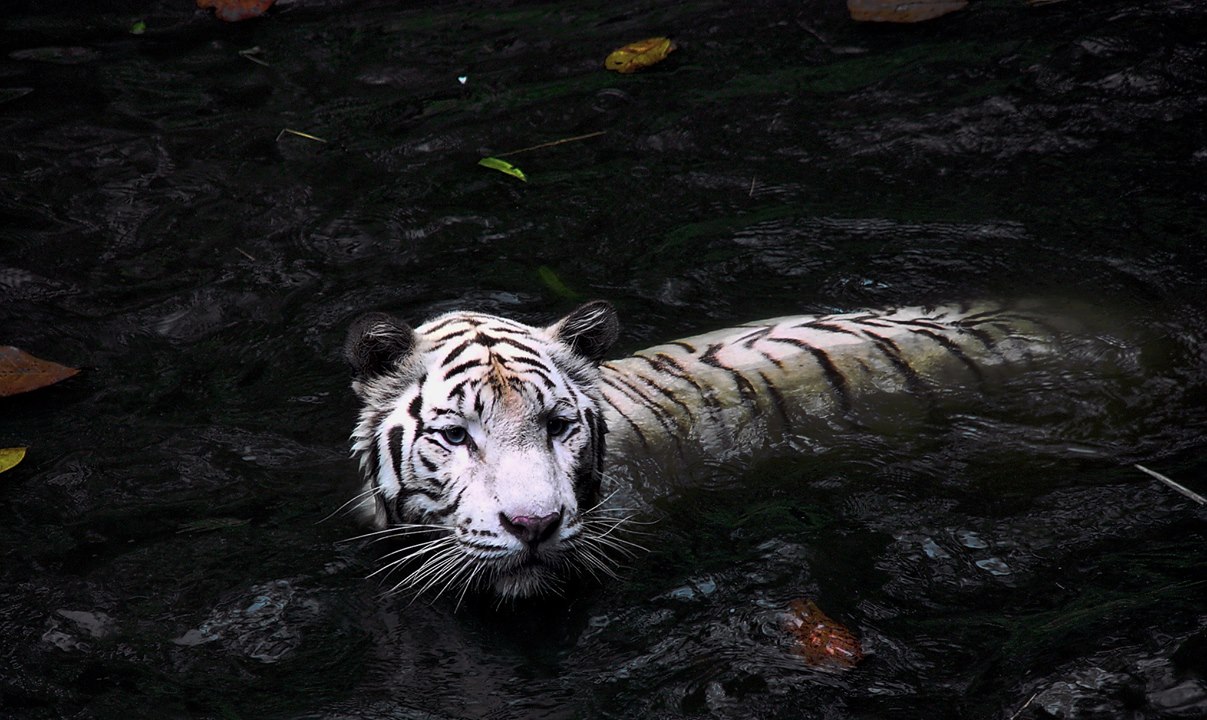 La force du tigre