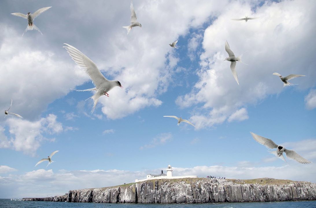Les oiseaux trapézistes