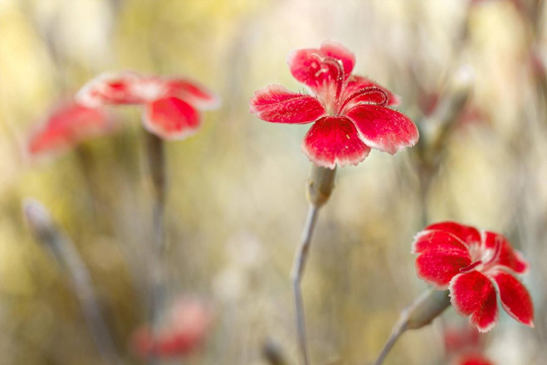Rouge vibrant