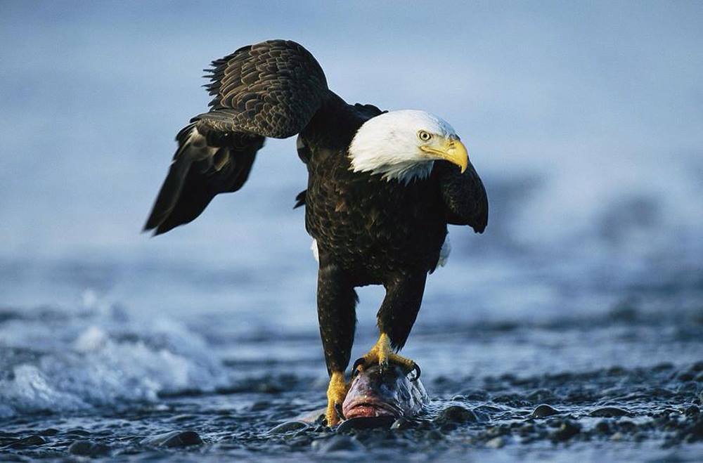 Sur les ailes de l’aigle