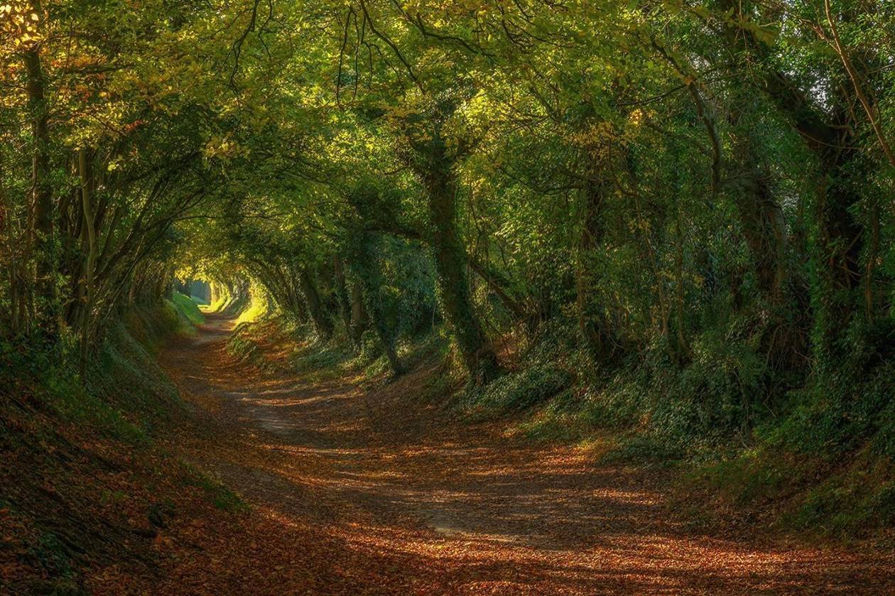 La forêt orgasmique