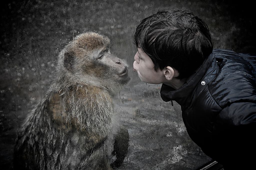 J’aime les primates