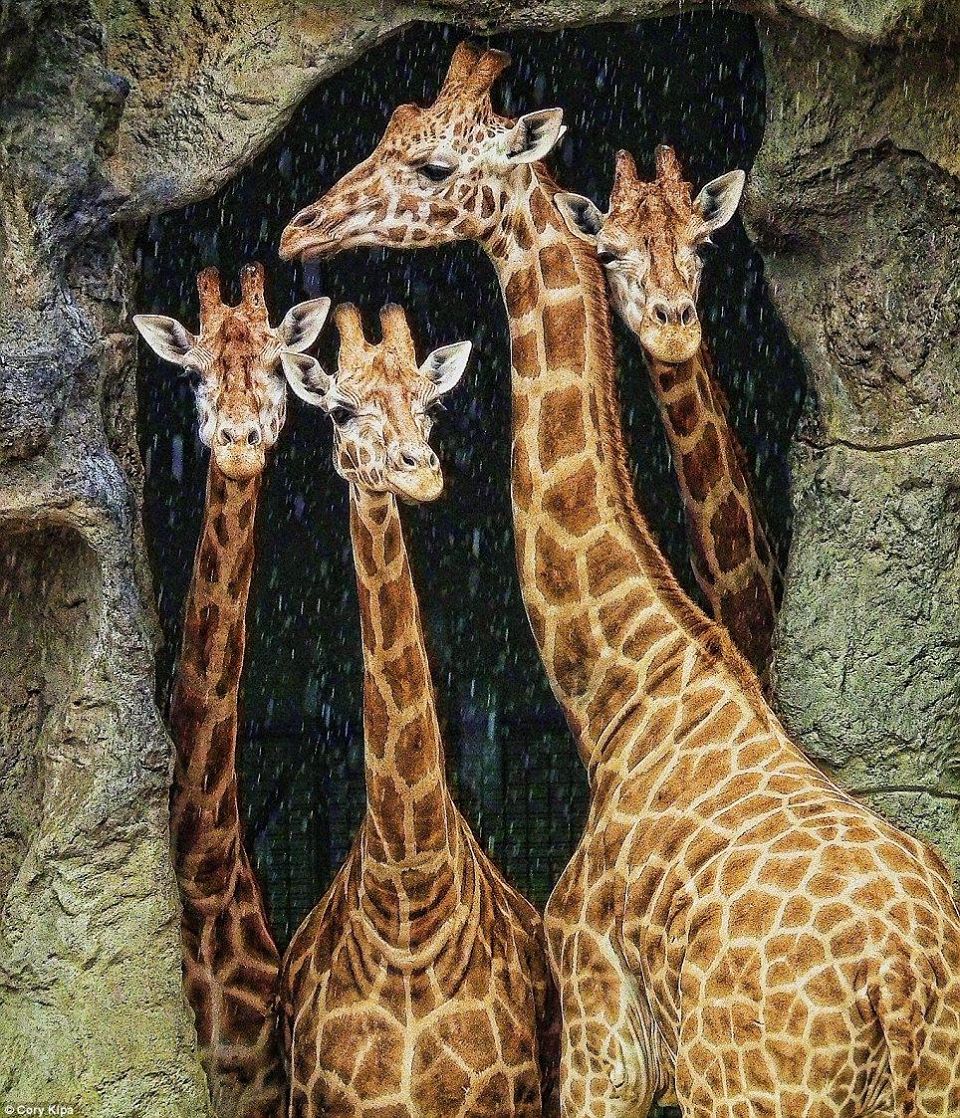 Les girafes ne se mouillent pas