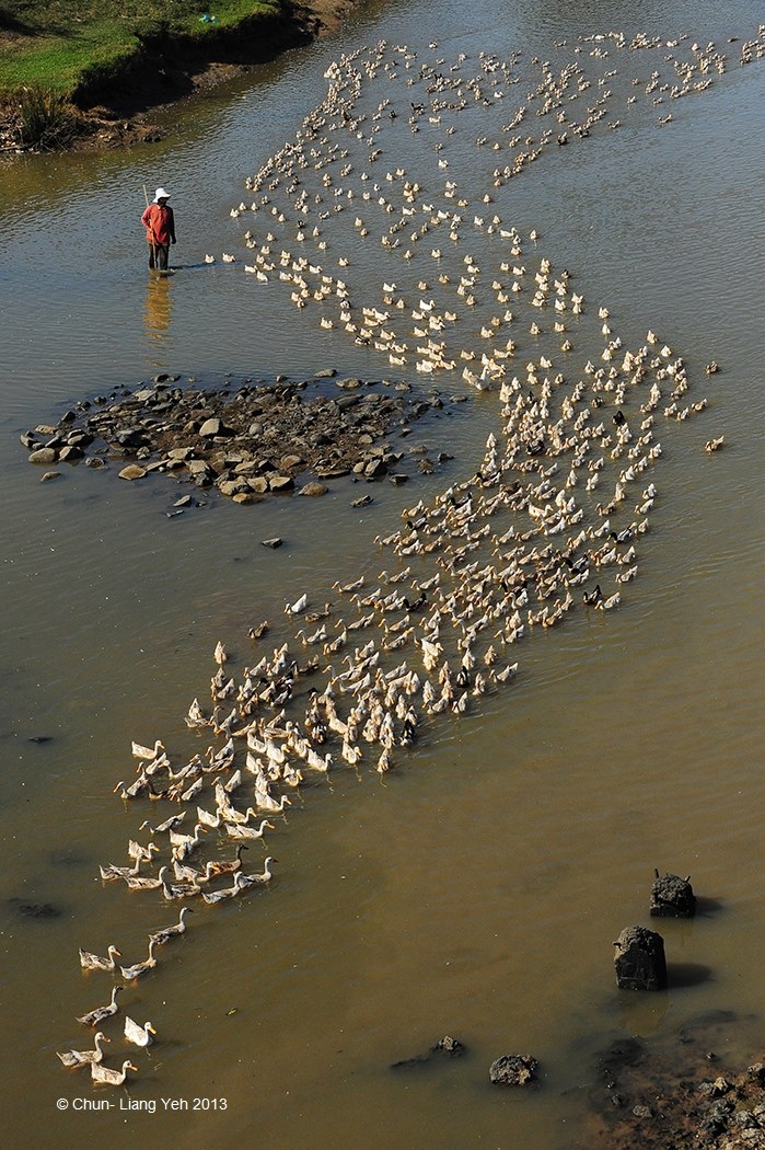 Les canards du bon Dieu