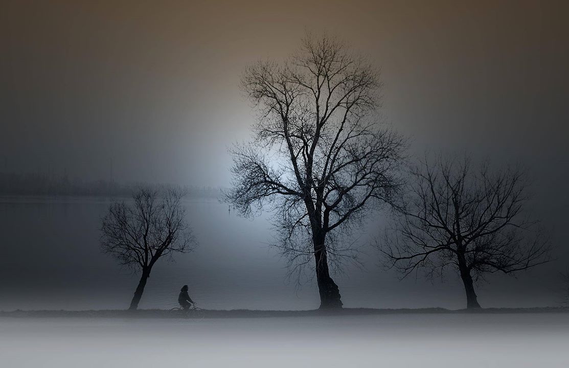 L’histoire des arbres