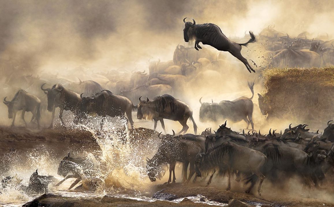Saute bison