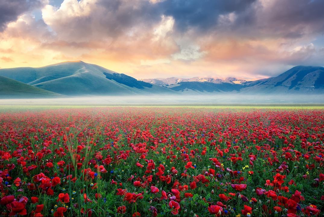 Bientôt les coquelicots