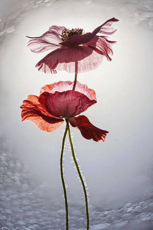 Fleur qui danse