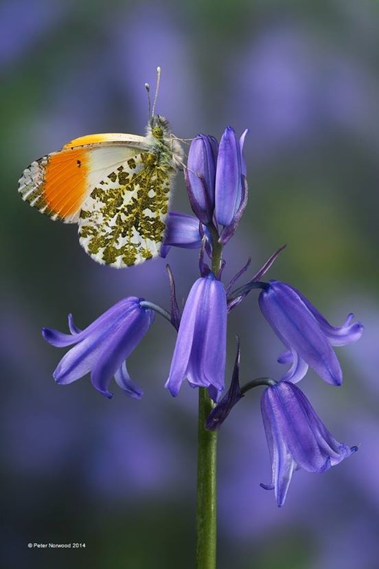 Papillon de printemps