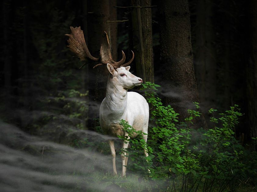 Quelle est la couleur du cerf blanc ?