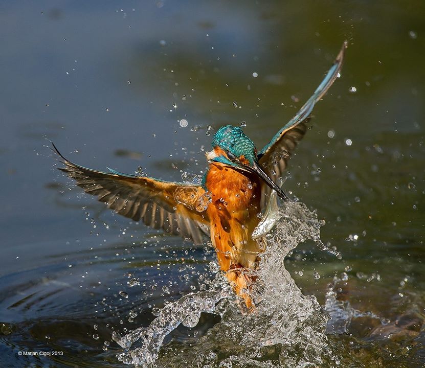 Les oiseaux de Pâques