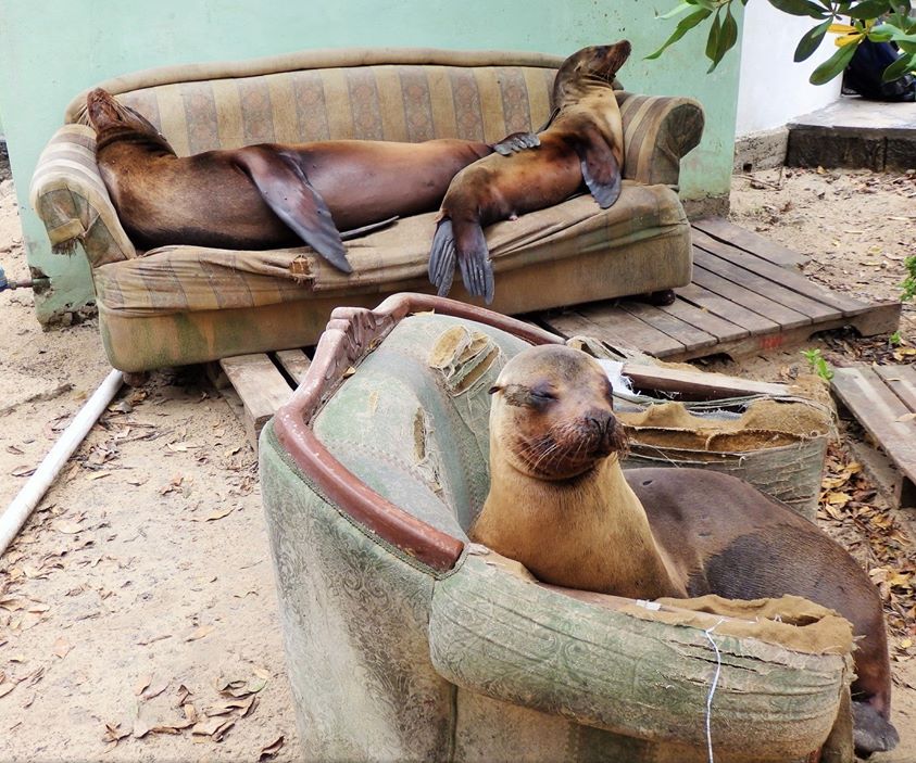 Le tranquillou-phoque