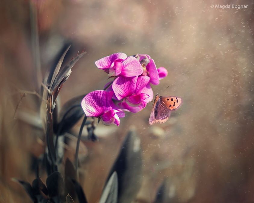 Cache-cache papillon