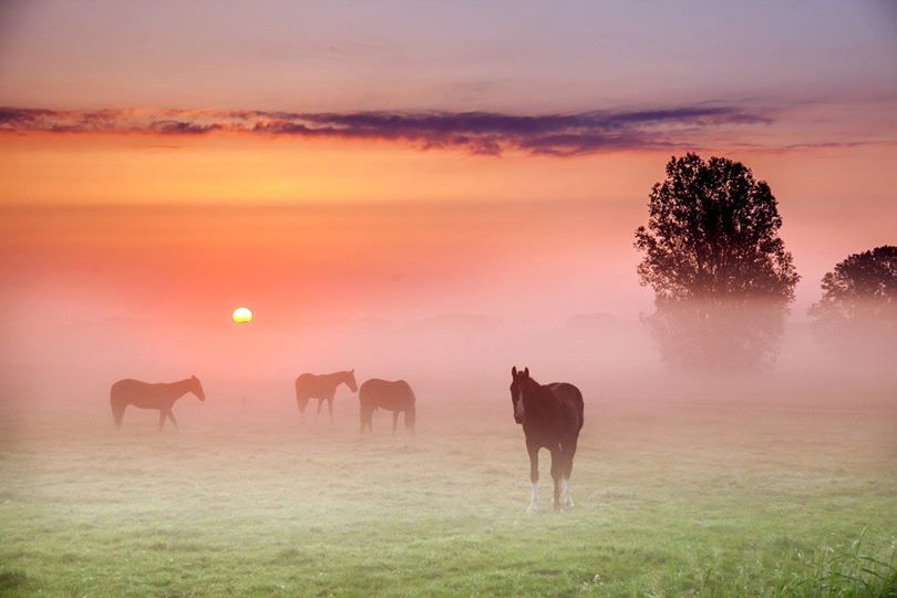 Les chevaux flous