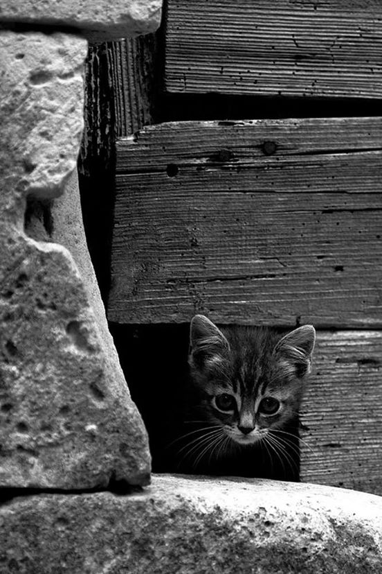 La chat-parition