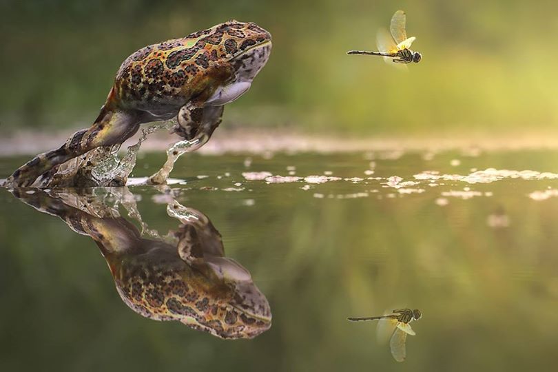 Le prince-crapaud