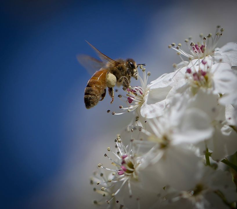 L’abeille musicienne