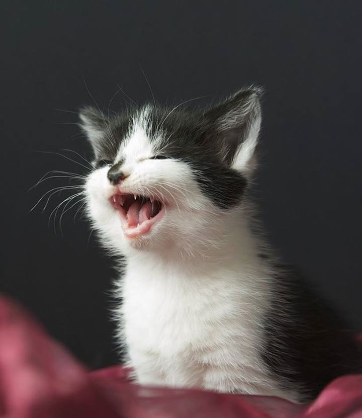 Le cri du minou