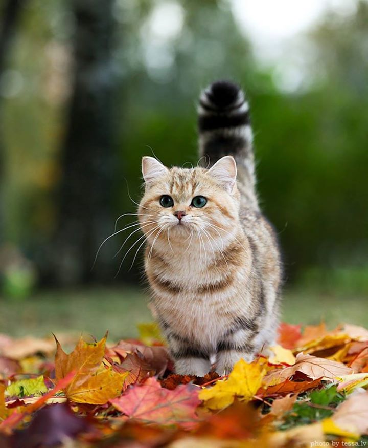 Le chat-bougie