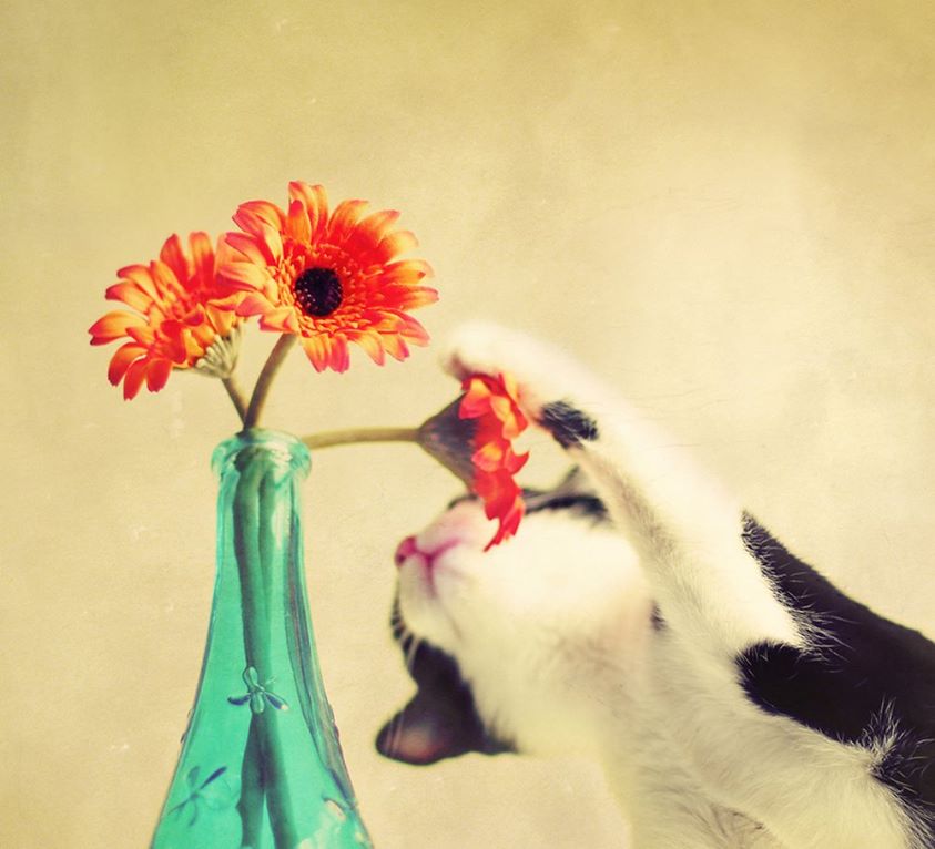 Le chat de la sécu