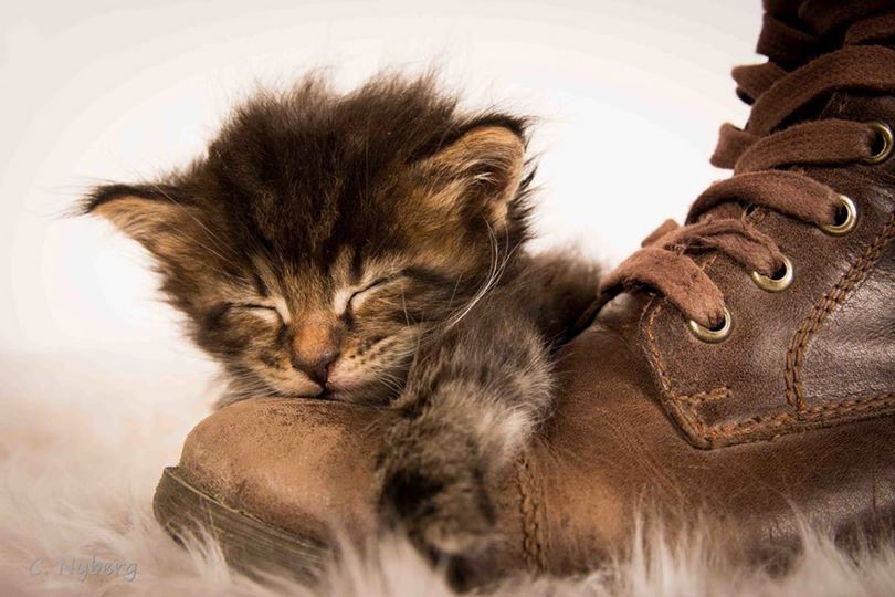 J’ai le chaton dans les talons