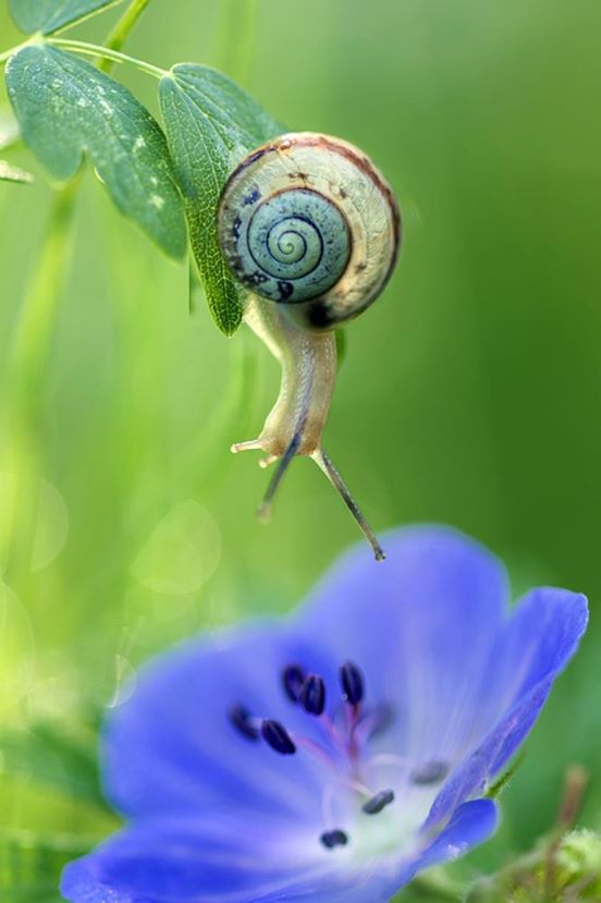 L’oreille en colimaçon