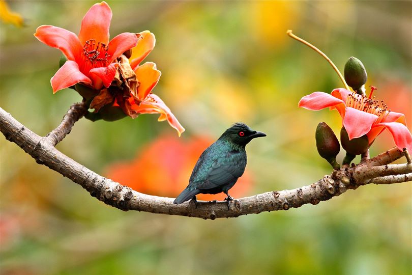 La clause des fleurs