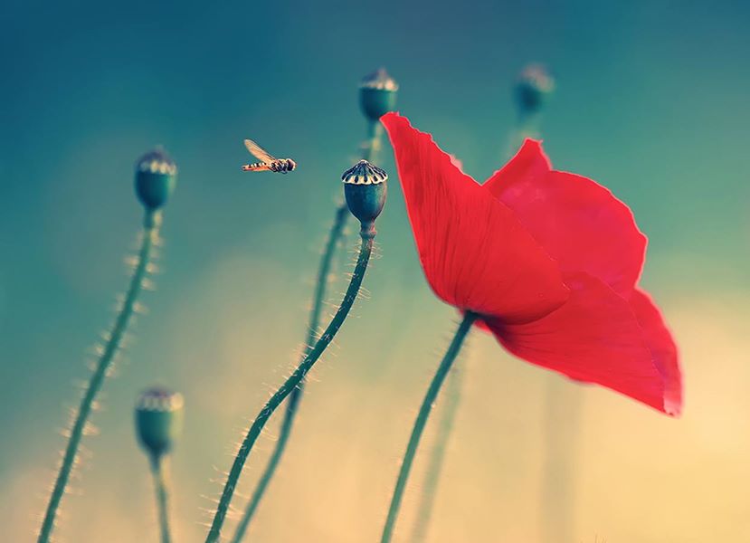 Coquelicot érotique